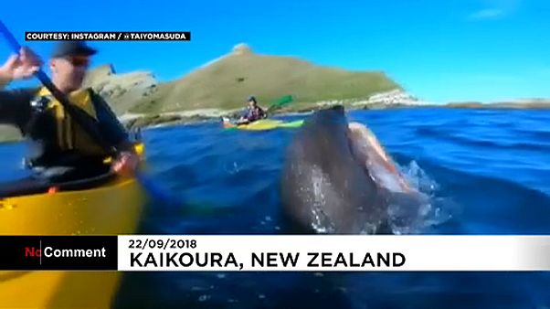 El bofetón de una foca, con un pulpo, a un piragüista El bofetón de una foca, con un pulpo, a un piragüista