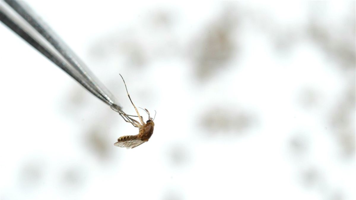 Binlerce insanın ölümüne neden olan sivrisineklerin soyunu tüketecek buluş