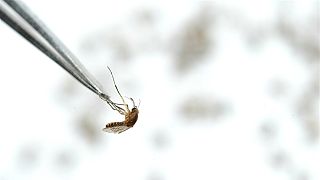 Binlerce insanın ölümüne neden olan sivrisineklerin soyunu tüketecek buluş