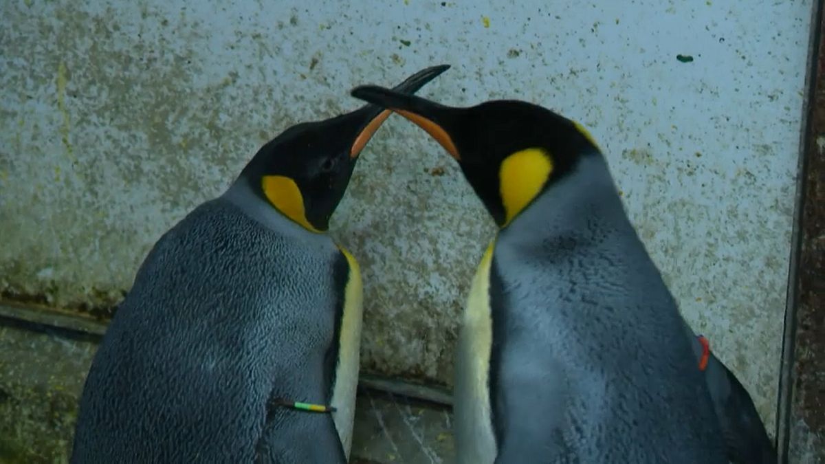 Пингвины-гомосексуалы похитили птенца