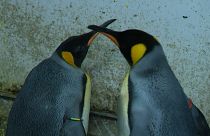 Пингвины-гомосексуалы похитили птенца