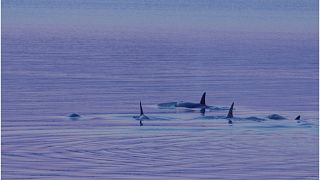 Katil balinaların da nesli tehlikede: Sebep zehirli atıklar ve çevre kirliliği