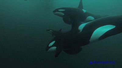 Half of the world's killer whale population in danger, study says