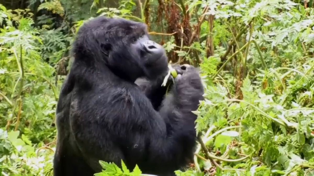 Ruanda: Berggorillas sind auf Touristen angewiesen