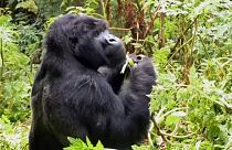 Ruanda: Berggorillas sind auf Touristen angewiesen