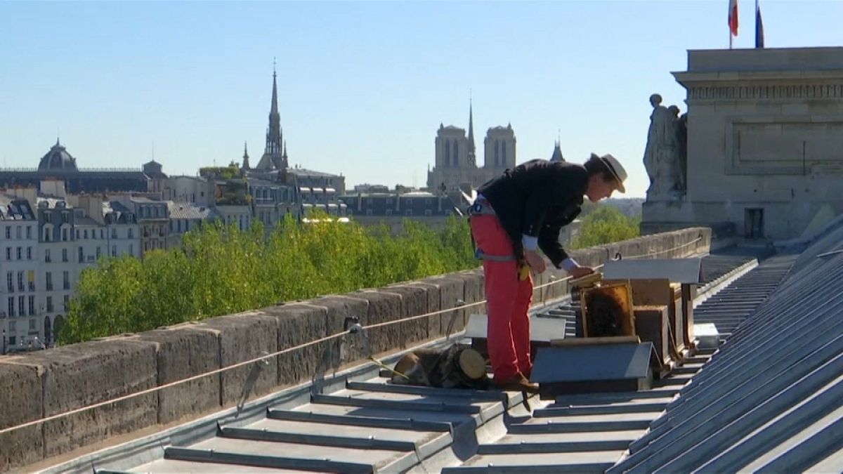 Des butineuses sur les toits de Paris