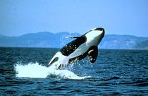 La mitad de las orcas del mundo pueden morir por el plástico