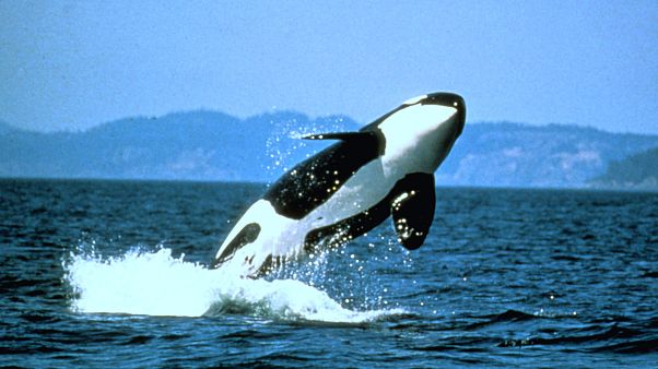 La mitad de las orcas del mundo pueden morir por el plástico La mitad de las orcas del mundo pueden morir por el plástico
