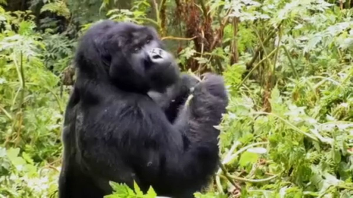 Los gorilas ya no son un atractivo turístico