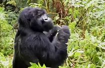 Los gorilas ya no son un atractivo turístico
