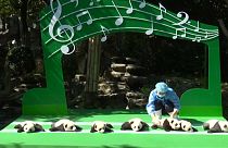 Zwölf Panda-Babys in Chengdu-City vorgestellt