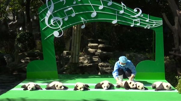 Zwölf Panda-Babys in Chengdu-City vorgestellt Zwölf Panda-Babys in Chengdu-City vorgestellt