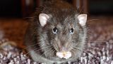 Man develops rat disease in Hong Kong