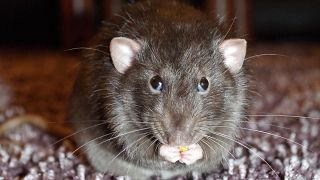Man develops rat disease in Hong Kong