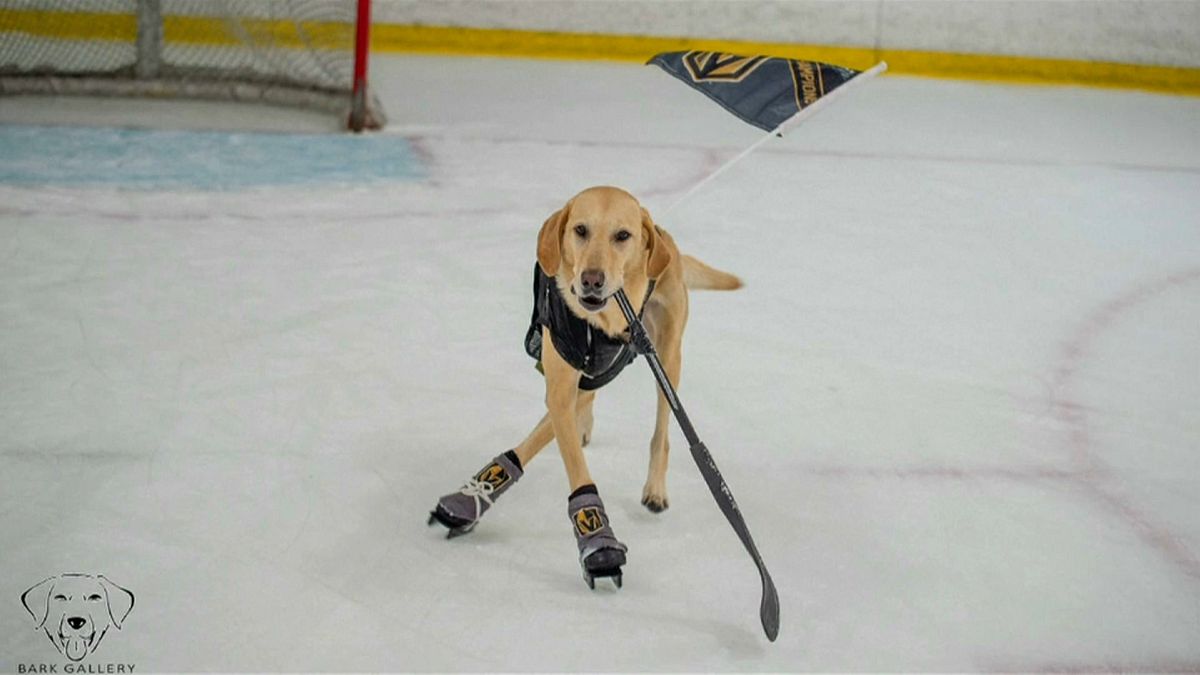 Owner bids for ice-skating dog to become hockey mascot
