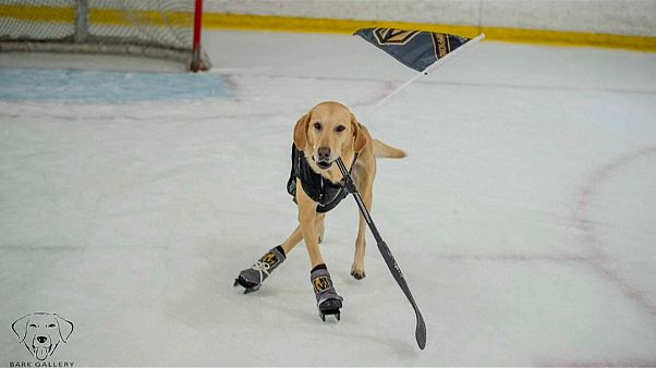 Owner bids for ice-skating dog to become hockey mascot Owner bids for ice-skating dog to become hockey mascot