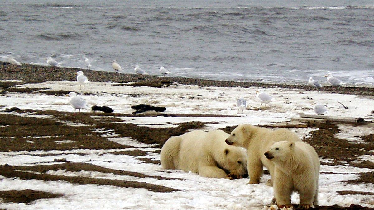 Arctic heatwave could result in summer-like warmth for Alaska