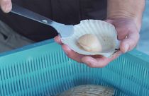 Japán ízei: a Szent Jakab-kagyló