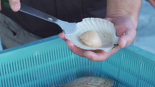 Japán ízei: a Szent Jakab-kagyló