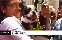 Decenas de feligreses acuden a bendecir a sus mascotas en Perú