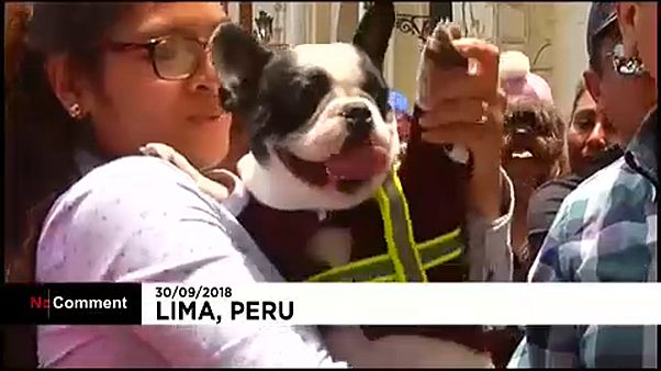 Decenas de feligreses acuden a bendecir a sus mascotas en Perú Decenas de feligreses acuden a bendecir a sus mascotas en Perú