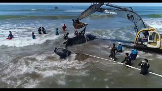 Liberan a una ballena que había quedado encallada en Mar del Tuyú