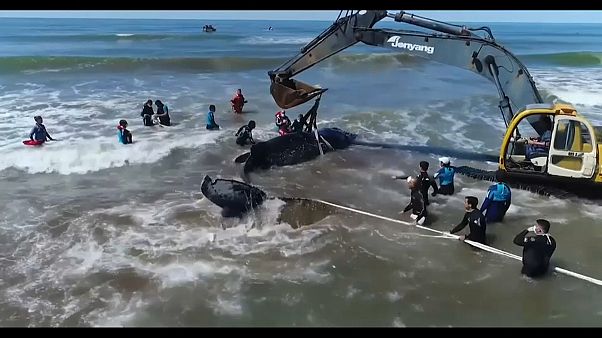 Liberan a una ballena que había quedado encallada en Mar del Tuyú Liberan a una ballena que había quedado encallada en Mar del Tuyú