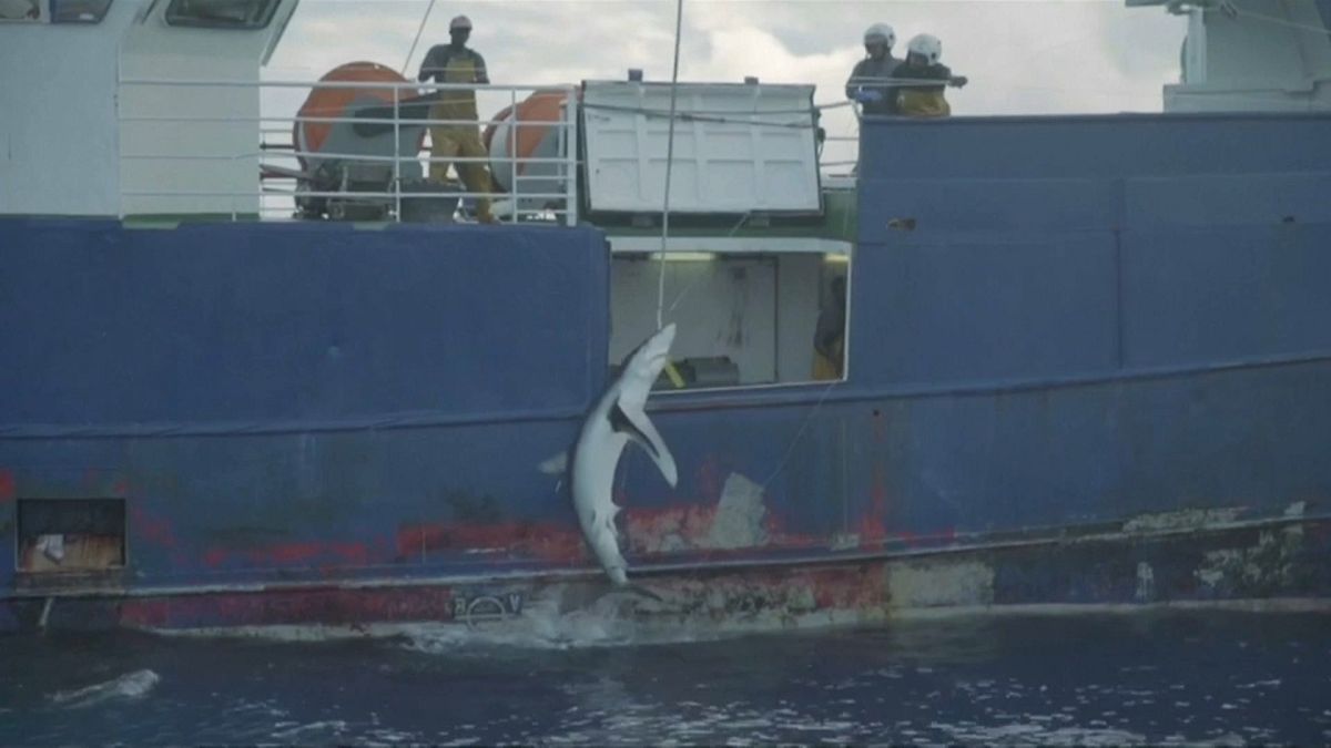 Un thonier pris en flagrant délit de pêche au requin