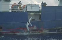 Pesca ilegal de tubarão no Atlântico