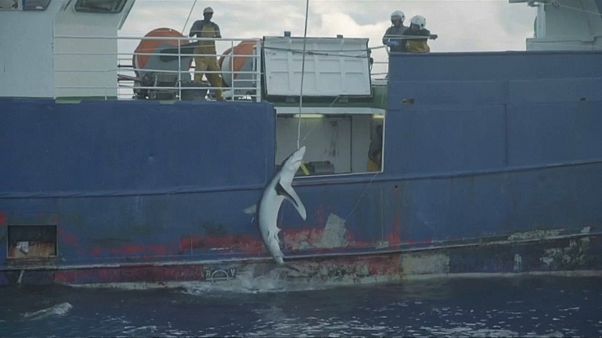 Pesca ilegal de tubarão no Atlântico Pesca ilegal de tubarão no Atlântico