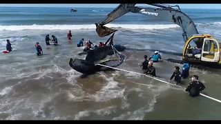 Megmentettek egy bálnát Argentínában