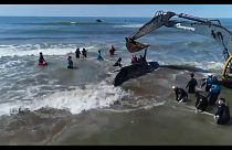 Beached humpback whale rescued in Argentina