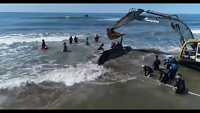 Argentinien: Kran zieht gestrandeten Buckelwal ins Meer