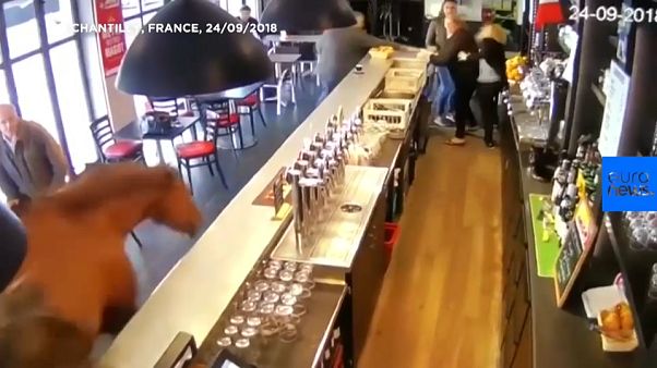 Chantilly: Was macht das Pferd in der Bar? Chantilly: Was macht das Pferd in der Bar?