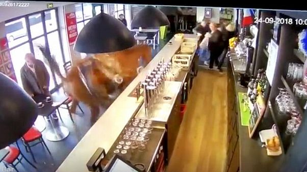 Un caballo entra al galope en un bar ante la mirada atónita de los clientes Un caballo entra al galope en un bar ante la mirada atónita de los clientes