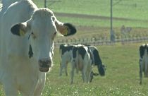 Umweltschonendes Futter für Kühe
