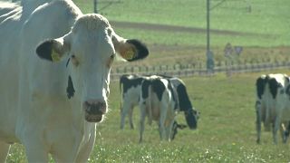 Umweltschonendes Futter für Kühe