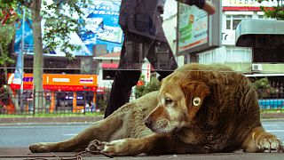 استانبول، شهر مهربان با حیوانات خیابانی