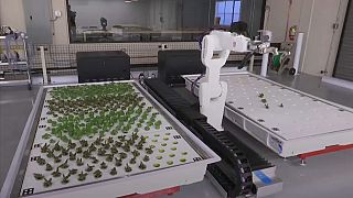 Robot-farmed veggies ready for consumption