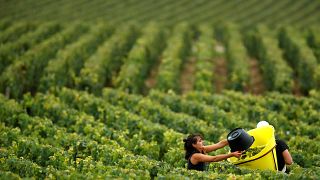 Húsz éve nem volt olyan jó a szőlőtermés Németországban, mint idén