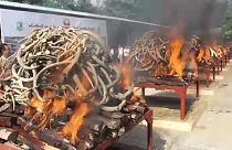 Braconnage : la Birmanie brûle des bouts d'animaux sauvages