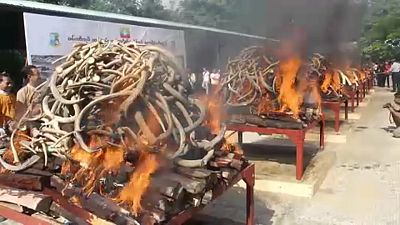 شاهد: ميانمار تحرق بقايا الفيلة والنمور كي تكافح التجارة غير الشرعية!