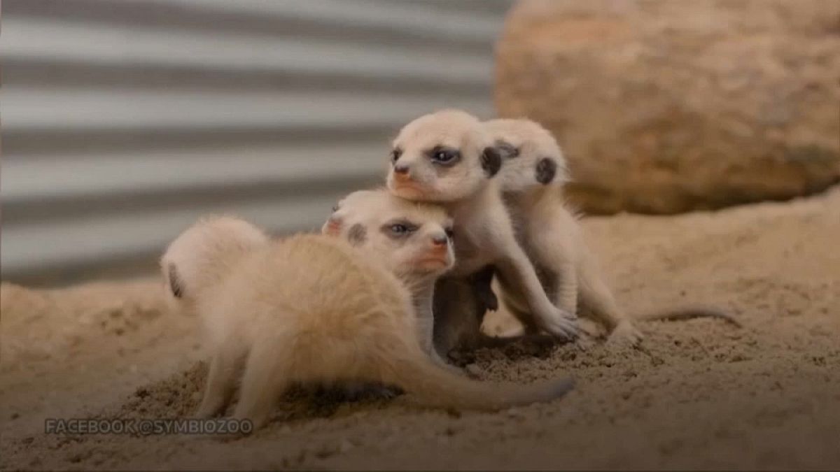 Meerkat pups greet adoring crowds in Sydney zoo