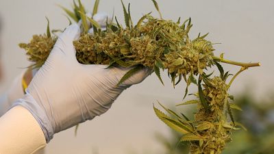 شهروندان کانادایی در انتظار آغاز فروش قانونی ماری‌جوانا 