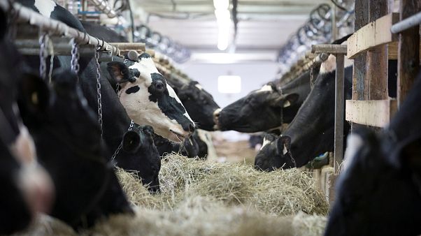 Hollanda'da dünyanın ilk yüzen çiftliği açılacak Hollanda'da dünyanın ilk yüzen çiftliği açılacak