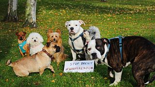 British dogs are making their barks heard this Sunday