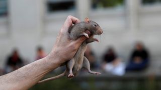 لماذا على الباريسيين تعلم التعايش مع الفئران في مدينة الأنوار؟