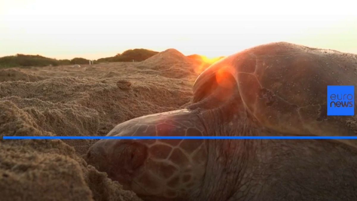 Olive Ridley sea turtles swarm Mexico beach to lay eggs