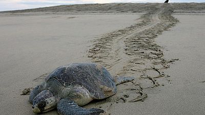 Meksika'da binlerce kaplumbağa yumurta bırakmak için sahillere akın etti