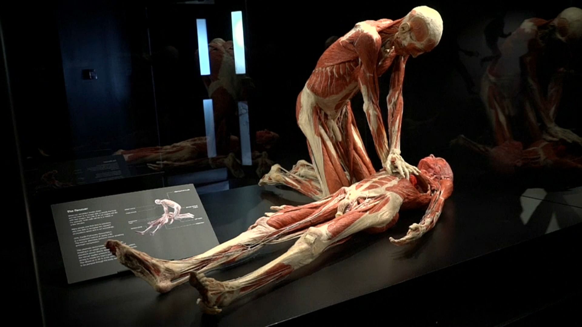 Видео. Выставка Body Worlds нашла новый дом